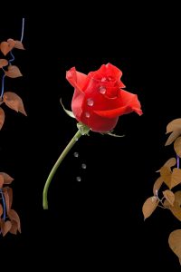 Wall art - digital download