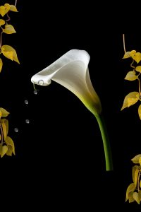 Wall art - digital download